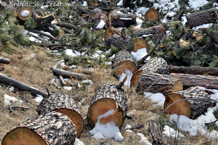"cut and chunked" beetle infested trees